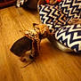 animal, brown_floor, cozy, curious, decor, dog, domestic_pet, furniture, home, indoor, pet_bed, pillows, plush_toys, scarf, small_dog, sniffing, soft_lighting, toy_elephant, wooden_floor, zigzag_pattern