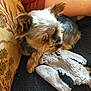 animal, blanket, closeup, comfort, companion, couch, cozy, dog, fur, home, indoors, patterned_couch, person_arm, pet, plush_toy, relaxed, resting, sleeping, small_dog, yorkshire_terrier