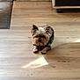 dog, small_dog, indoor, wooden_floor, pet, animal, cute, fur, canine, domestic_animal, companion, laying_down, sunlight, shadow, ears, face, paws, home, quiet, resting