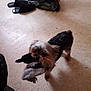 animal, black_slippers, blurry, brown_dog, casual, dog, floor, floor_texture, furry, home, indoor, pet, playful, sculpture, slippers, small_dog, standing, statue, stuffed_toy, toy
