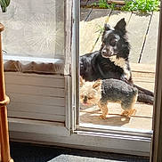 Ilona participe au concours pour gagner de l'argent avec cette photo : dog, small_dog, large_dog, outdoor, sunlight, wooden_deck, glass_door, curtain, plant, pet, relaxing, shadow, home, doorframe, tongue_out, furry, black_and_white, brown, canine, sunny_day