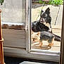 dog, small_dog, large_dog, outdoor, sunlight, wooden_deck, glass_door, curtain, plant, pet, relaxing, shadow, home, doorframe, tongue_out, furry, black_and_white, brown, canine, sunny_day