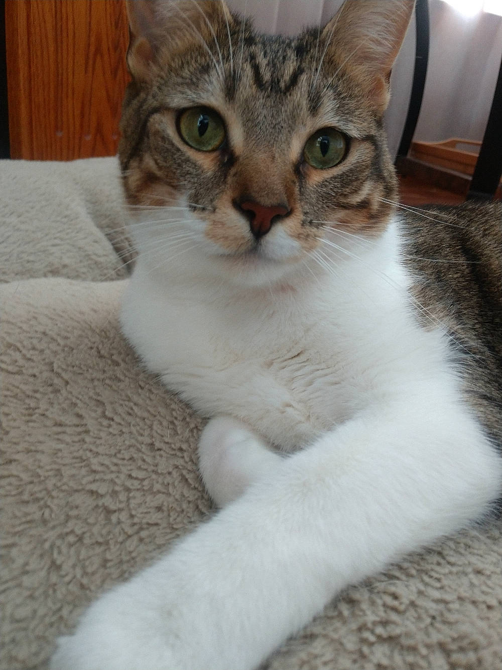 Dasher is registered to the contest to win money with this photo: aegean_cat, american_wirehair, asian, australian_mist, burmilla, carnivore, cat, domestic_short_haired_cat, european_shorthair, felidae, kitten, mammal, polydactyl_cat, singapura, small_to_medium_sized_cats, tabby_cat, vertebrate, whiskers