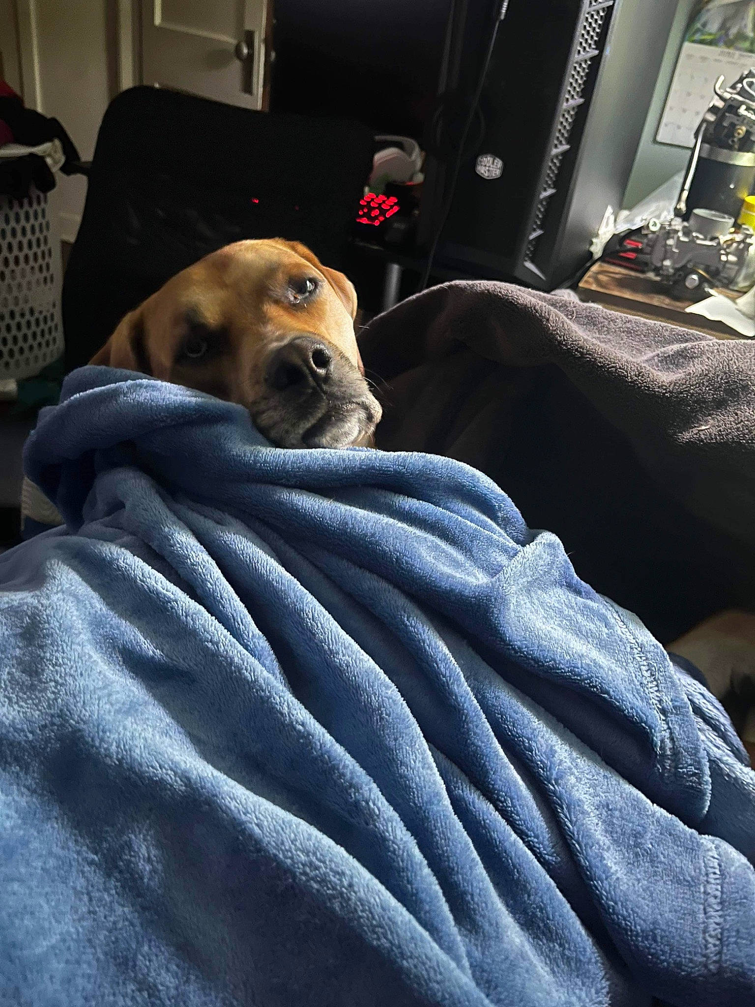 Leeroy is registered to the contest to win money with this photo: bed_sheet, bedding, blanket, canidae, car_seat, car_seat_cover, carnivore, comfort, companion_dog, dog, dog_breed, flooring, fur, guard_dog, linens, luxury_vehicle, nap, room, sporting_group, vehicle_door
