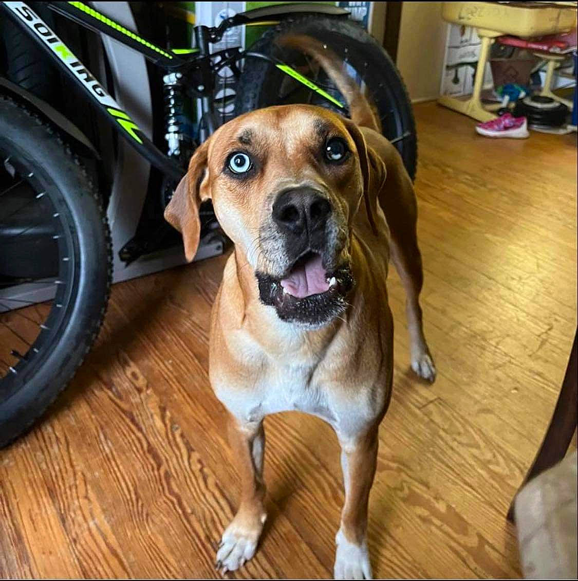 Leeroy is registered to the contest to win money with this photo: automotive_tire, bicycle, bicycle_tire, bicycle_wheel, bicycles_equipment_and_supplies, carnivore, collar, companion_dog, dog, dog_breed, eye, fawn, fender, flooring, snout, sporting_group, tire, tread, wheel, wood