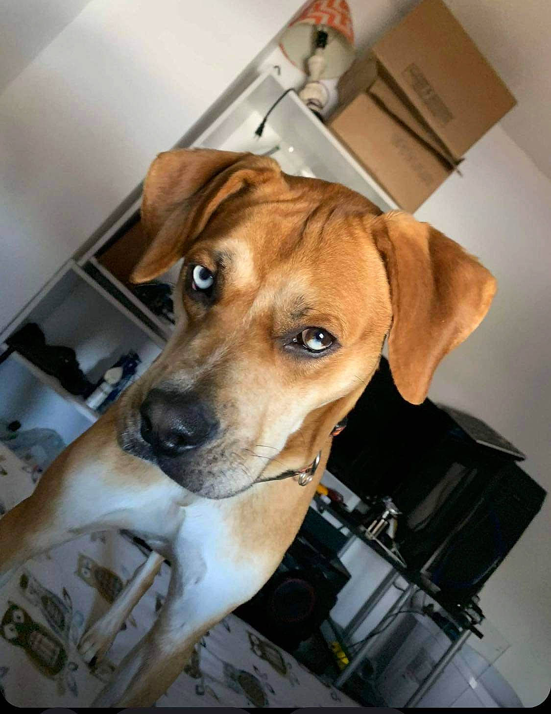 Leeroy joined the competition — help win amazing prizes! ancient_dog_breeds, carnivore, carton, chair, collar, companion_dog, dog, dog_breed, dog_collar, fur, hound, hunting_dog, non_sporting_group, pet_supply, scent_hound, shipping_box, wall_plate, whiskers, working_animal, working_dog