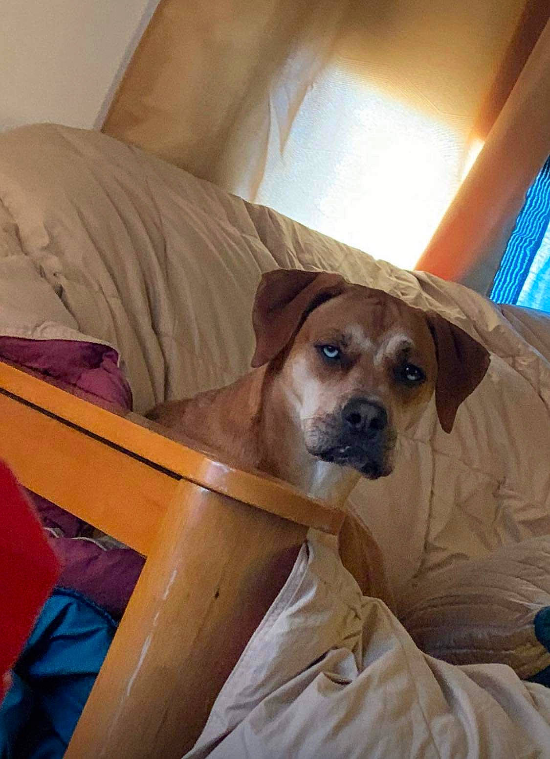 Leeroy joined the competition — help win amazing prizes! canidae, carnivore, chair, comfort, companion_dog, couch, dog, dog_breed, fawn, flooring, fur, hardwood, linens, sitting, snout, sporting_group, toy_dog, whiskers, wood, working_animal