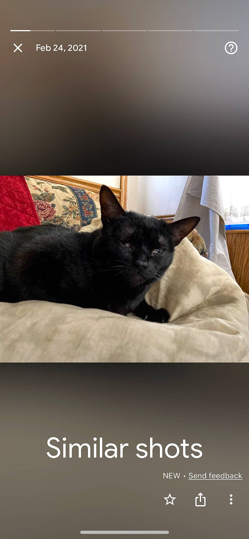 Babycat joined the competition — help win amazing prizes! bedding, black_cat, carnivore, cat, comfort, domestic_short_haired_cat, felidae, font, fur, grey, linens, pattern, photo_caption, sitting, small_to_medium_sized_cats, snout, terrestrial_animal, whiskers