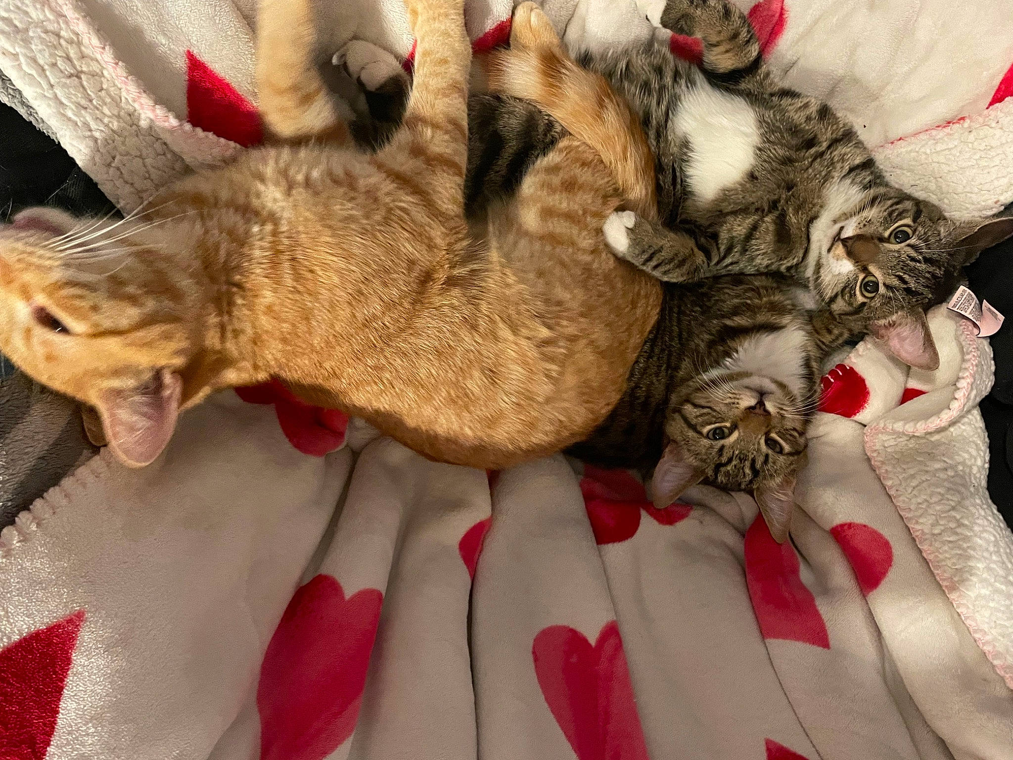 Big Guy is registered to the contest to win money with this photo: carmine, carnivore, cat, cat_bed, claw, comfort, domestic_short_haired_cat, fawn, felidae, fur, linens, nap, paw, sleep, small_to_medium_sized_cats, tail, whiskers, wool