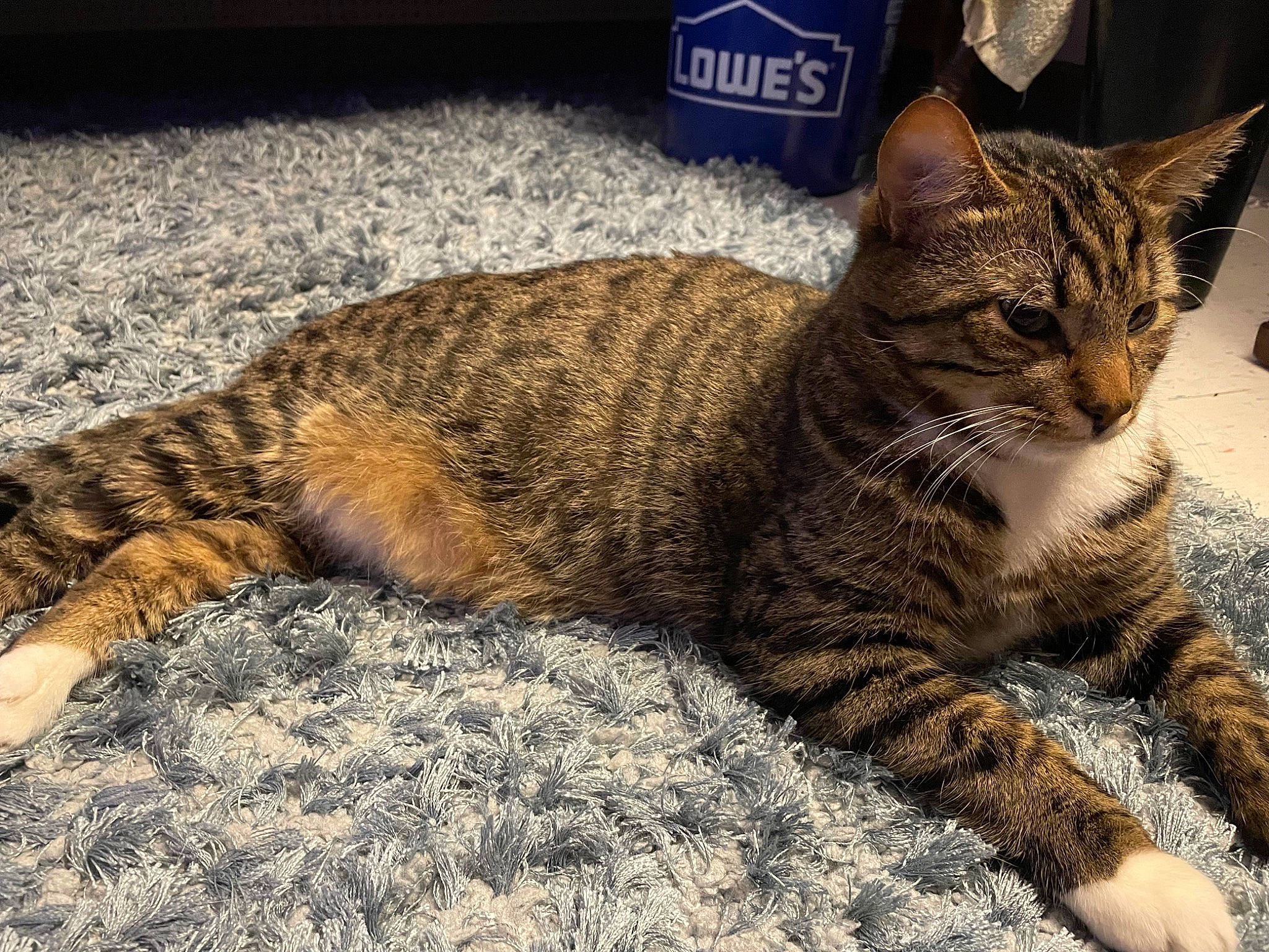 Big Guy is registered to the contest to win money with this photo: carnivore, cat, claw, domestic_short_haired_cat, felidae, fur, grass, paw, sitting, small_to_medium_sized_cats, snout, tail, terrestrial_animal, whiskers, wildlife