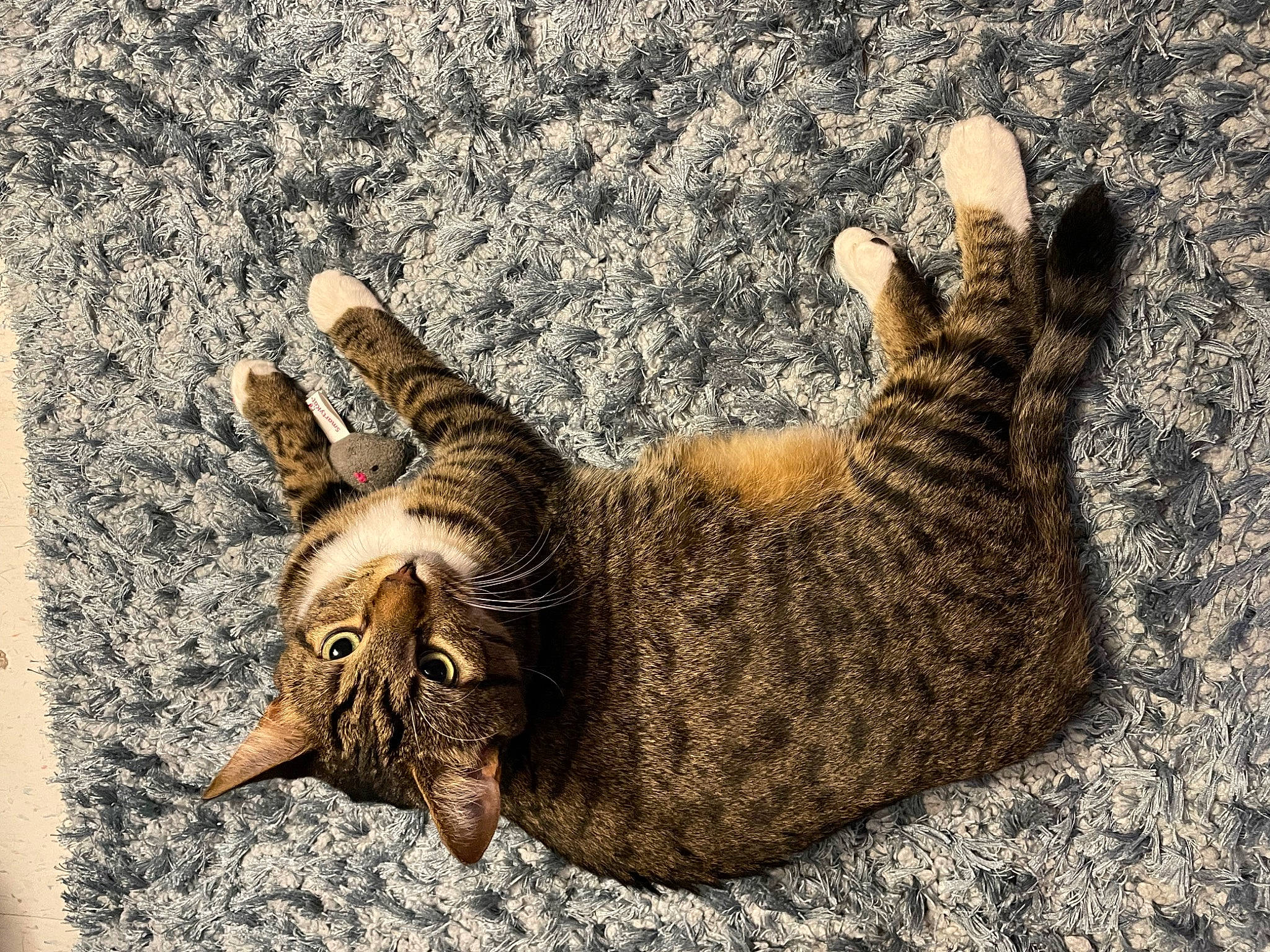 Big Guy joined the competition — help win amazing prizes! carnivore, cat, claw, domestic_short_haired_cat, eye, fawn, felidae, foot, fur, grass, paw, small_to_medium_sized_cats, snout, soil, tail, terrestrial_animal, whiskers, wildlife