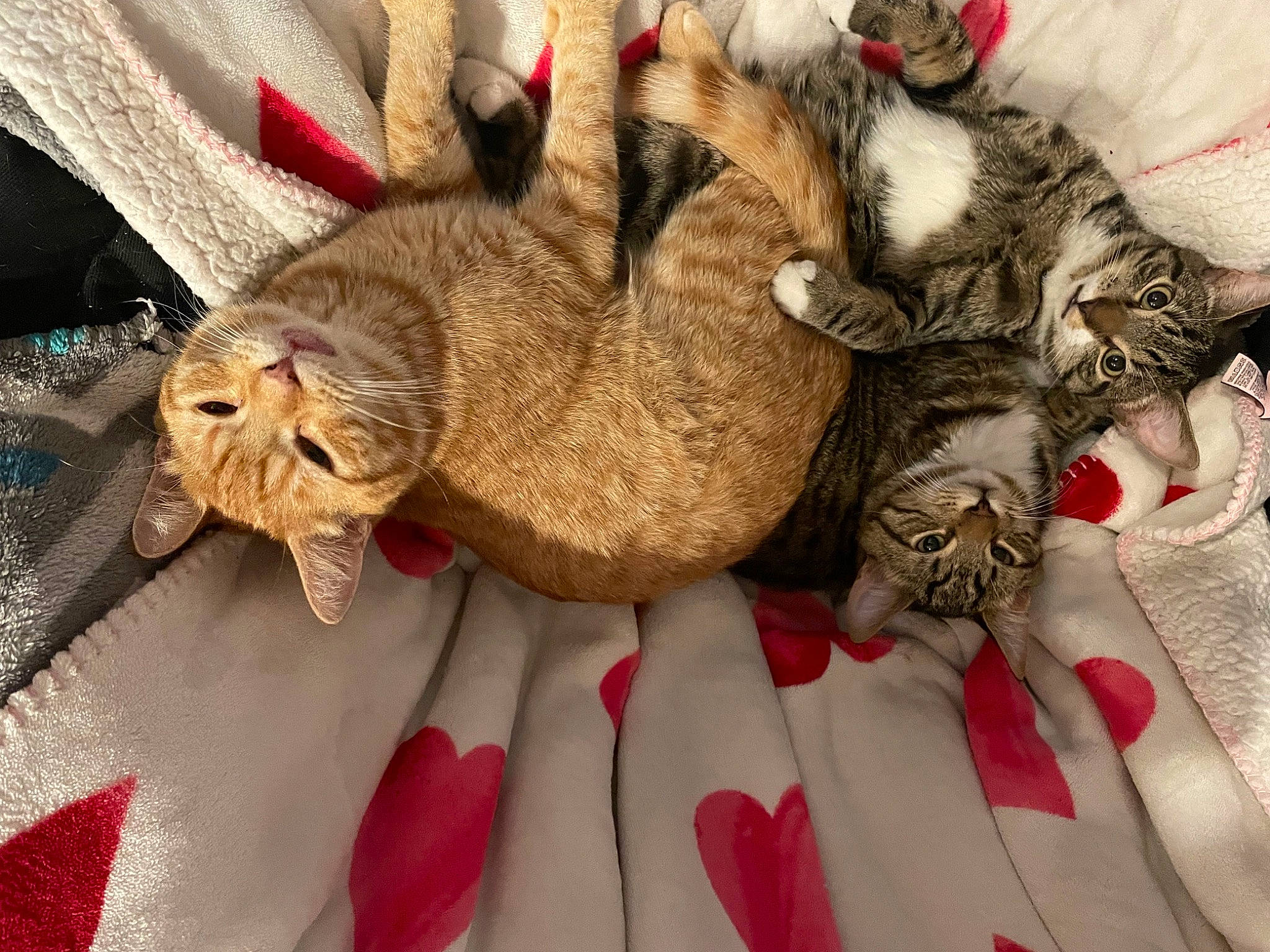 Big Guy is registered to the contest to win money with this photo: basket, carmine, carnivore, cat, claw, comfort, domestic_short_haired_cat, fawn, felidae, fur, hat, linens, pattern, paw, small_to_medium_sized_cats, tail, textile, thread, whiskers, wool