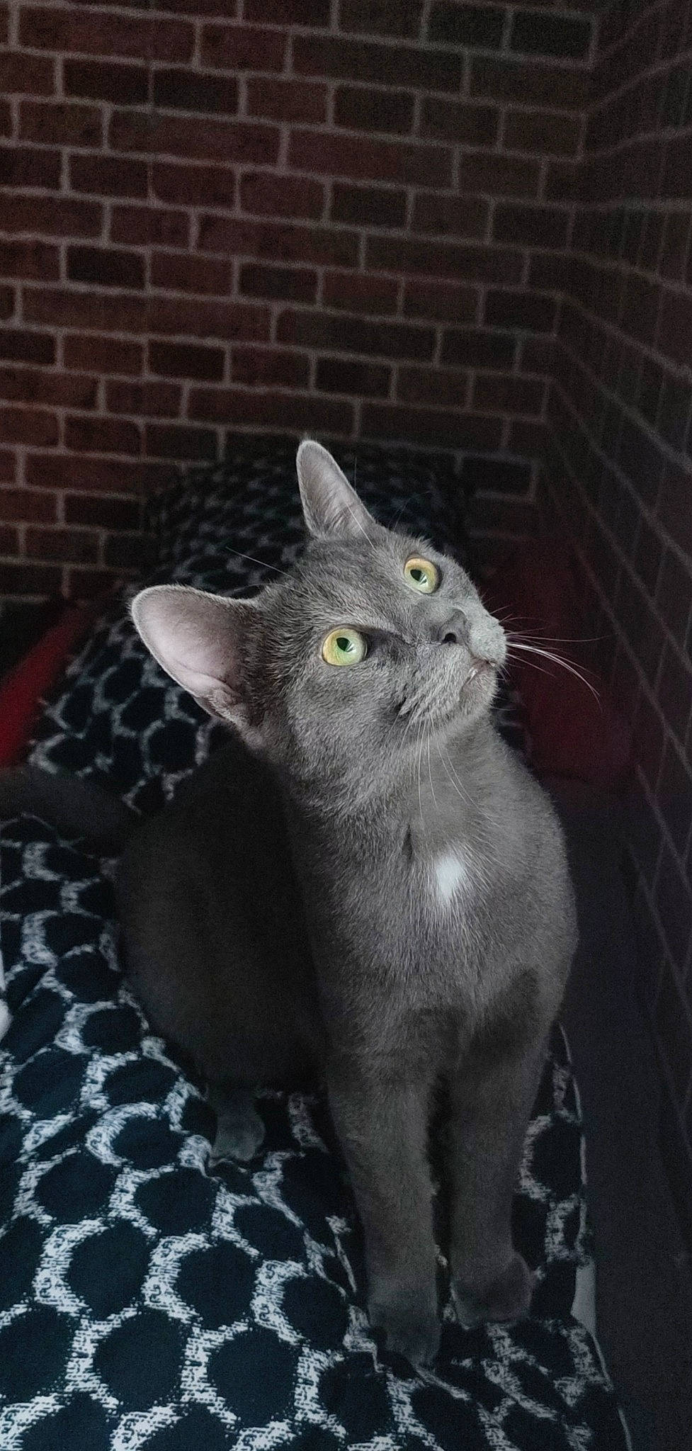 Blue a rejoint le concours — aidez-le/la à gagner de superbes lots ! brick, brickwork, carnivore, cat, domestic_short_haired_cat, felidae, fur, grey, mortar, russian_blue, small_to_medium_sized_cats, snout, whiskers