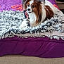 Milo participe au concours pour gagner de l'argent avec cette photo : dog, papillon, bed, bedding, purple, orange, plush_toy, zebra_striped, fur, pet, indoor, blanket, cozy, resting, animal, cute, playful, ears, toy, head