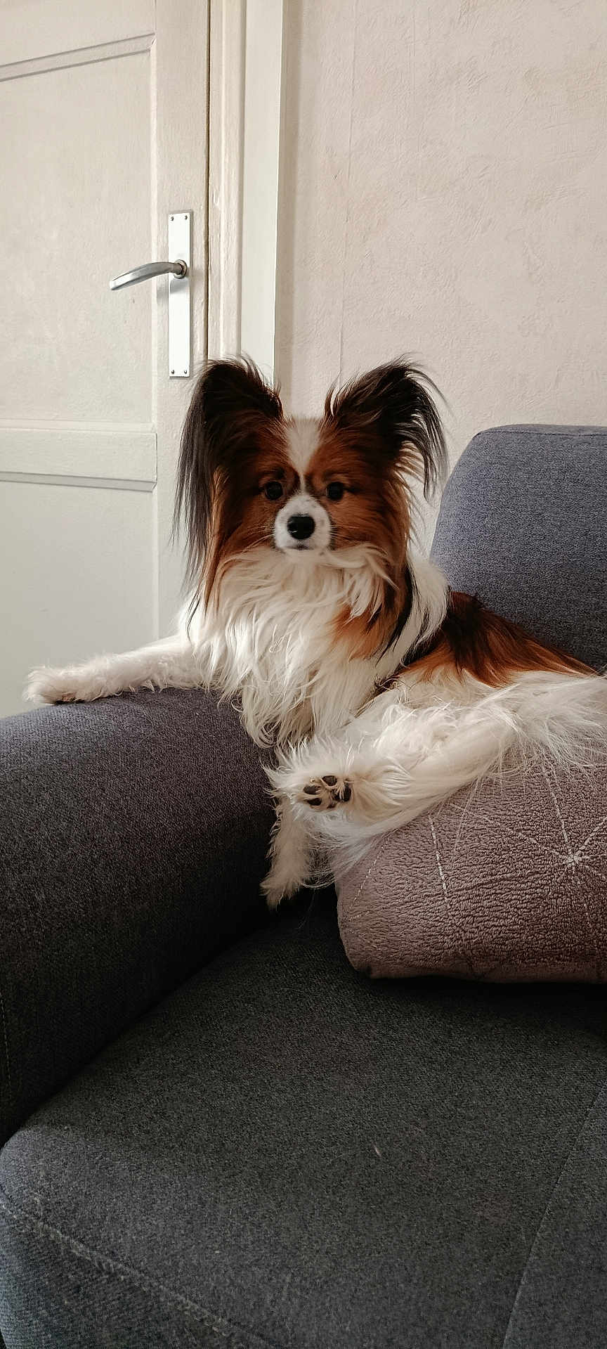 Milo a rejoint le concours — aidez-le/la à gagner de superbes lots ! dog, papillon, pet, couch, indoor, fur, paw, ears, white, brown, black, long_hair, domestic_animal, relaxed, home, furniture, animal, companion, cute, sitting