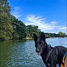 Nina Mila a rejoint le concours — aidez-le/la à gagner de superbes lots ! dog, black_dog, water, lake, boat, blue_sky, trees, outdoor, nature, canine, animal, daytime, tongue_out, happy, pet, summer, leisure, adventure, river, forest