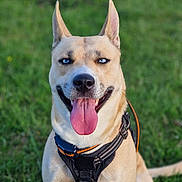 Nina Mila a rejoint le concours — aidez-le/la à gagner de superbes lots ! dog, canine, pet, outdoor, grass, harness, tongue_out, happy, blue_eyes, sitting, animal, nature, mammal, ears_up, friendly, smiling, daylight, closeup, cute, playful