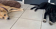 Nina Mila a rejoint le concours — aidez-le/la à gagner de superbes lots ! animal, black_dog, brown_dog, canine, collar, companion, dog, dog_bed, door, floor, home, house, indoors, laying, paw, pet, relaxed, resting, sleepy, tile