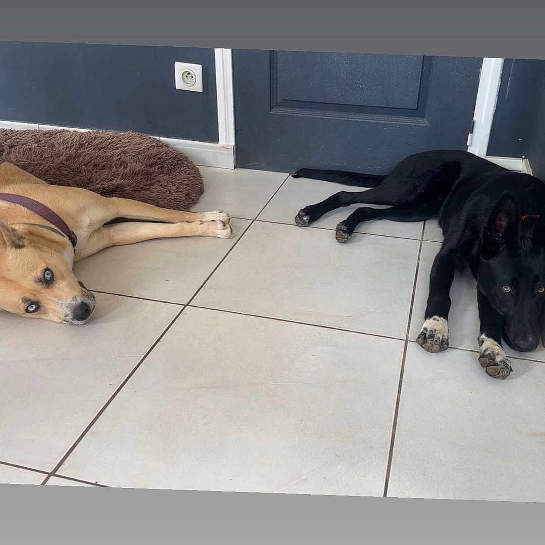 Nina Mila a rejoint le concours — aidez-le/la à gagner de superbes lots ! dog, floor, tile, door, brown_dog, black_dog, pet, indoors, resting, animal, canine, paw, collar, dog_bed, relaxed, home, house, companion, laying, sleepy