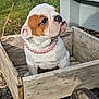animal, brown, bulldog, closeup, curious, cute, dog, garden, greenery, nature, necklace, outdoor, pet, pink_pearl_necklace, puppy, rustic, sitting, white, wood, wooden_wagon