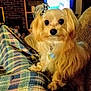 dog, small_dog, pet, bow, plaid_blanket, couch, living_room, television, indoor, furniture, cozy, animal, fur, cute, sitting, person, relaxing, home, companion, domestic