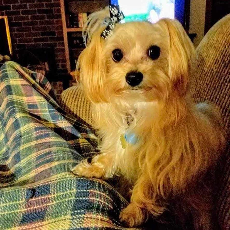 Sophie is registered to the contest to win money with this photo: animal, bow, companion, couch, cozy, cute, dog, domestic, fur, furniture, home, indoor, living_room, person, pet, plaid_blanket, relaxing, sitting, small_dog, television