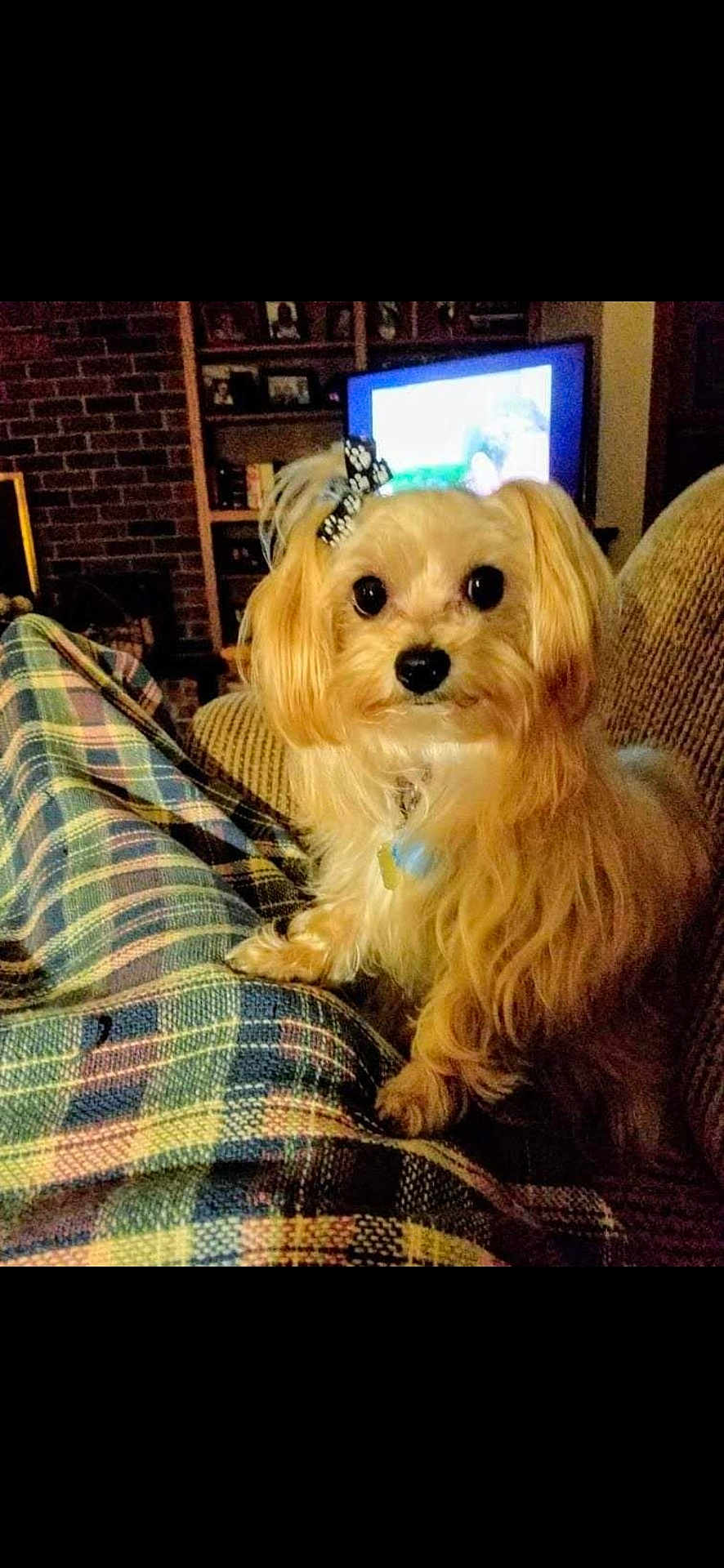 Sophie is registered to the contest to win money with this photo: dog, small_dog, pet, bow, plaid_blanket, couch, living_room, television, indoor, furniture, cozy, animal, fur, cute, sitting, person, relaxing, home, companion, domestic