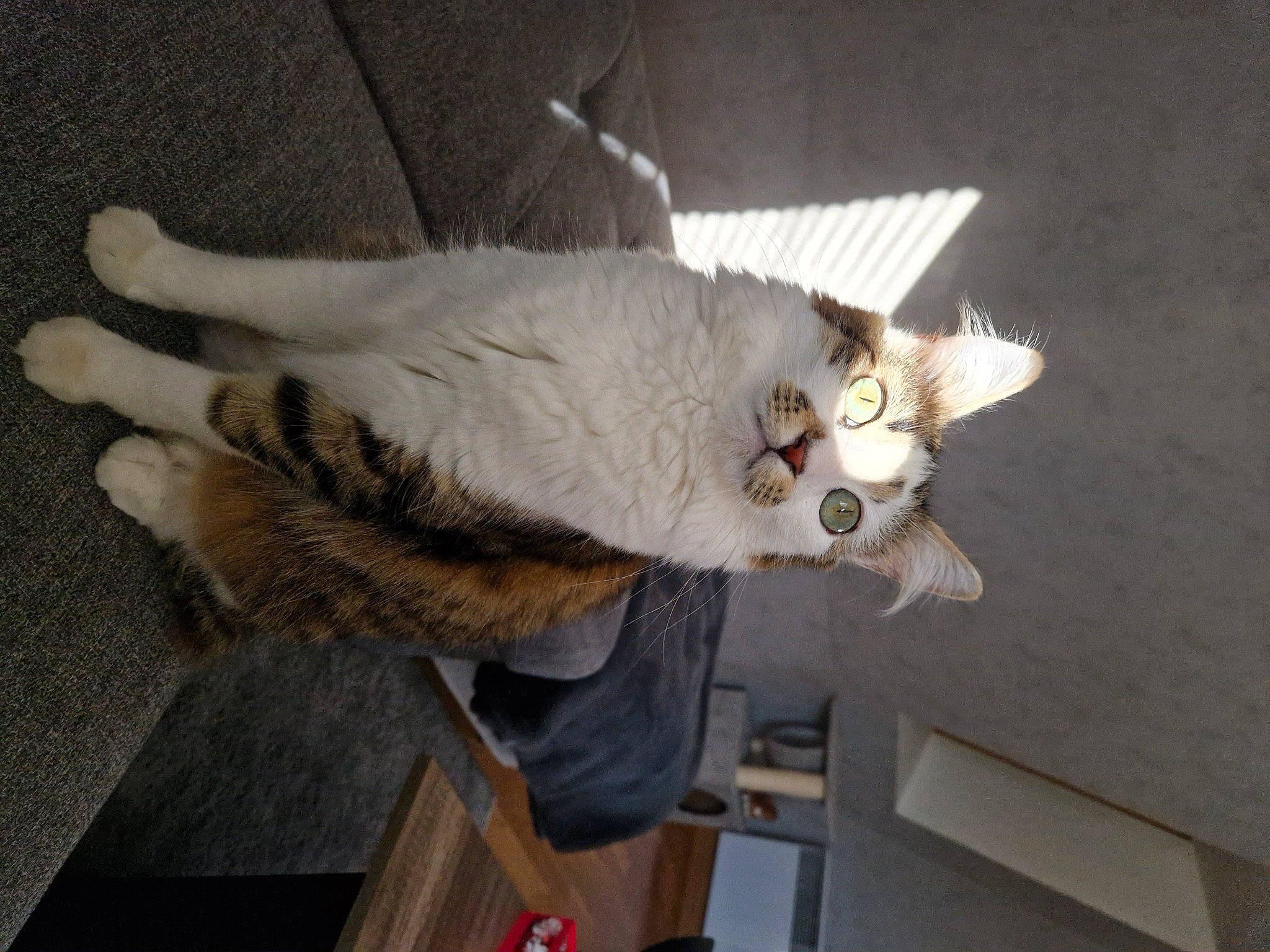 Jade participe au concours pour gagner de l'argent avec cette photo : canidae, carnivore, claw, cockatoo, dog_breed, domestic_short_haired_cat, fawn, felidae, fur, paw, small_to_medium_sized_cats, snout, sporting_group, stuffed_toy, tail, toy, vertebrate, whiskers, wing, wood