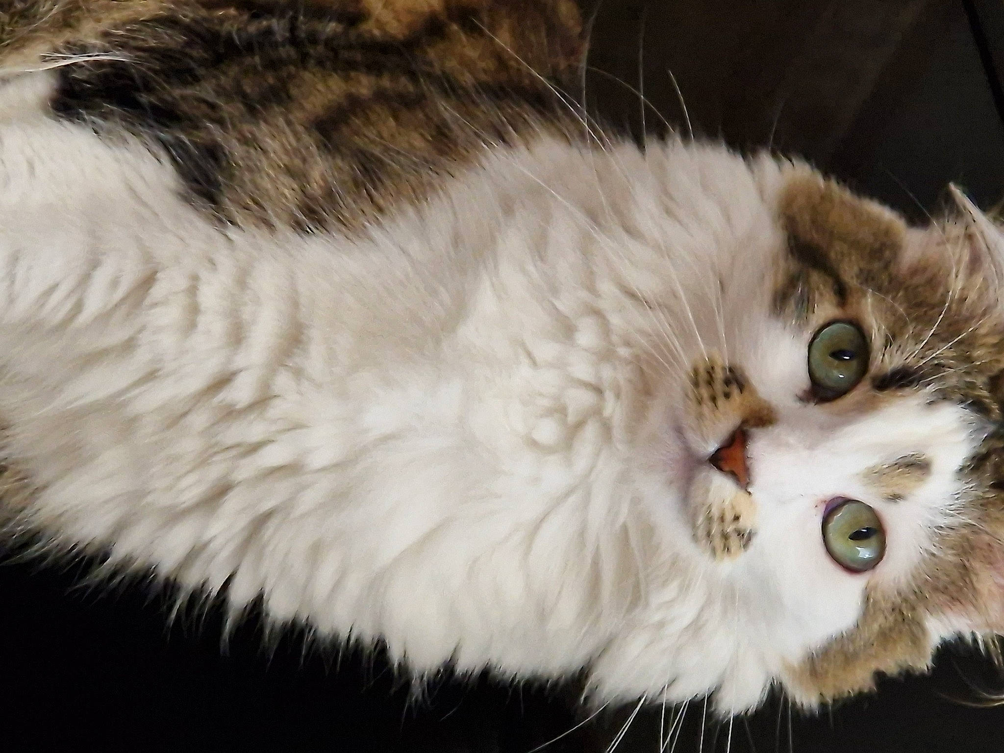 Jade a rejoint le concours — aidez-le/la à gagner de superbes lots ! carnivore, cat, domestic_short_haired_cat, event, fawn, felidae, fur, paw, small_to_medium_sized_cats, snout, tail, terrestrial_animal, whiskers