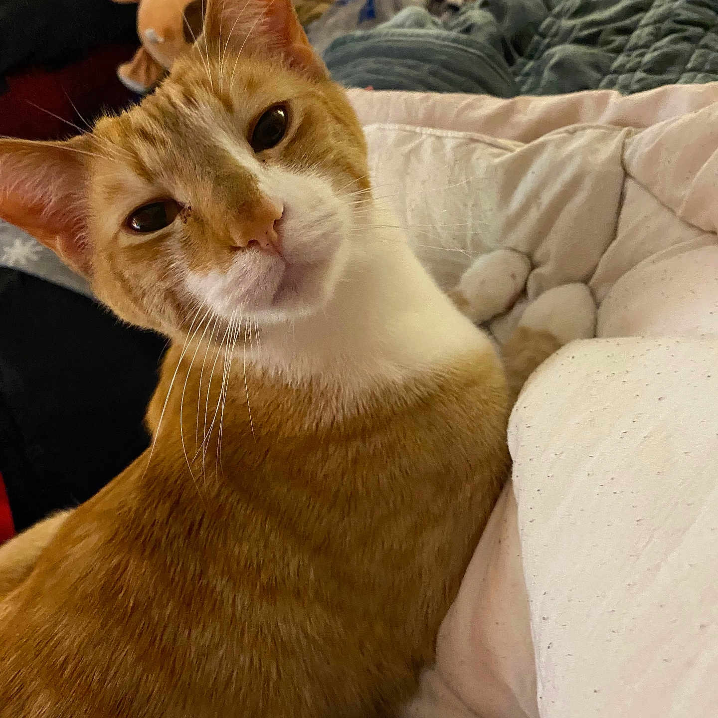 Kookie is registered to the contest to win money with this photo: animal, blanket, cat, closeup, comfort, cozy, cushion, cute, domestic_cat, feline, fur, indoor, orange_cat, pet, plush_toy, relaxed, resting, soft, whiskers, white_fur