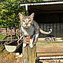 Roy a rejoint le concours — aidez-le/la à gagner de superbes lots ! animal, balance, blue_sky, cat, daylight, farm, feline, grass, greenery, metal, nature, outdoor, pet, rustic, shed, sunlight, tabby, tail, tree, wooden_post