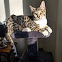 Roy a rejoint le concours — aidez-le/la à gagner de superbes lots ! animal, cat, cat_tree, domestic_cat, ears, feline, furniture, indoor, lamp, pet, plush, relaxed, resting, shadow, striped_fur, sunlight, tabby_cat, whiskers, wooden_table, yellow_eyes