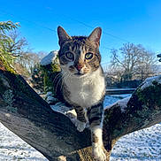 Roy participe au concours pour gagner de l'argent avec cette photo : animal, bare_trees, branch, cat, close_up, curious, daylight, feline, green_eyes, mammal, nature, outdoor, pet, portrait, sky, snow, tabby_cat, tree, wildlife, winter