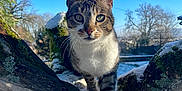 Roy participe au concours pour gagner de l'argent avec cette photo : animal, bare_trees, branch, cat, close_up, curious, daylight, feline, green_eyes, mammal, nature, outdoor, pet, portrait, sky, snow, tabby_cat, tree, wildlife, winter