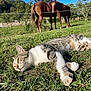 animal, blue_sky, cat, daytime, domestic_cat, farm, field, grass, greenery, horse, mammal, nature, outdoor, pasture, peaceful, relaxation, sleeping_cat, sunlight, tabby_cat, trees