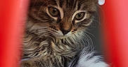 Héra participe au concours pour gagner de l'argent avec cette photo : animal, black_and_white_cat, cat, close_up, companion, curled_up, cute, domestic_animal, fluffy, fur, indoor, kitten, looking_down, pet, pet_carrier, portrait, red_bars, tabby, whiskers, young
