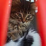 animal, black_and_white_cat, cat, close_up, companion, curled_up, cute, domestic_animal, fluffy, fur, indoor, kitten, looking_down, pet, pet_carrier, portrait, red_bars, tabby, whiskers, young