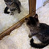 Héra a rejoint le concours — aidez-le/la à gagner de superbes lots ! animal, cat, cozy, curious, cute, floor, fluffy, fur, indoor, kitten, looking, mirror, ornate_mirror, pet, reflection, shaggy_rug, sitting, small, white_rug, young_cat