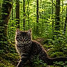 animal, cat, curious, cute, flora, forest, fur, greenery, kitten, leaf, mammal, moss, nature, outdoor, path, sunlight, trees, wildlife, woodland, young