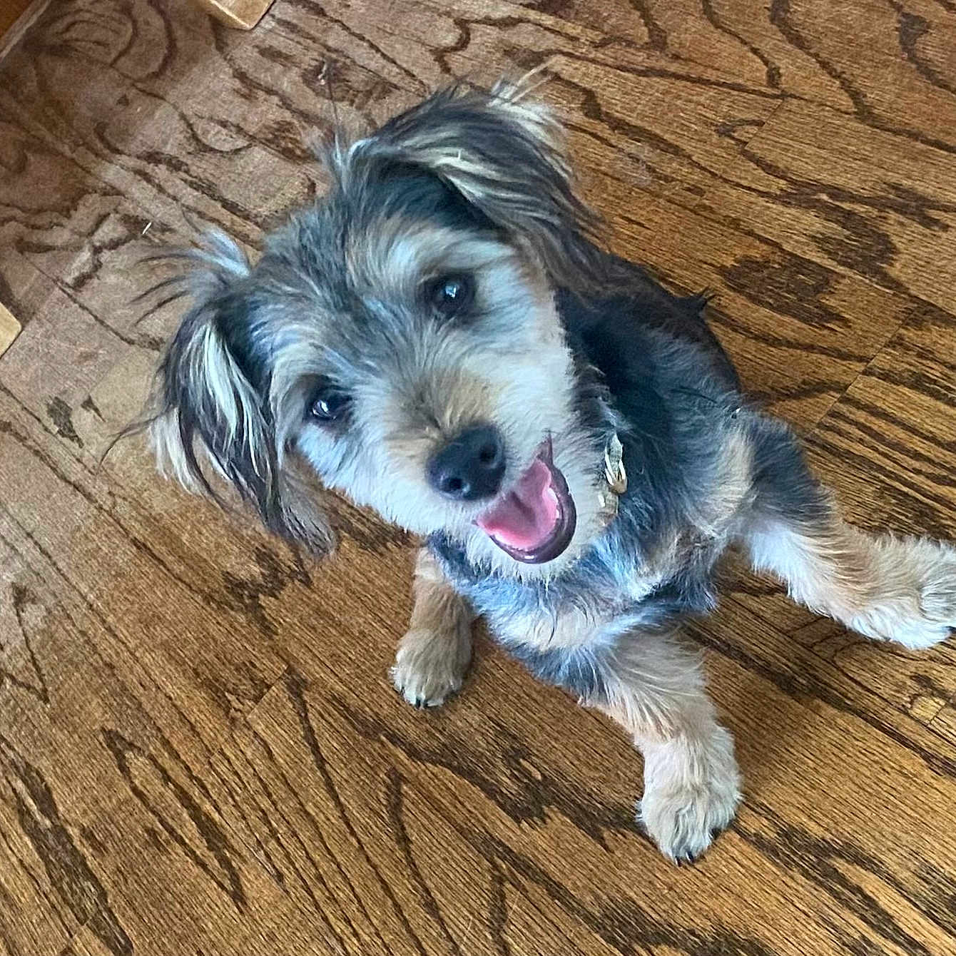 Maggie joined the competition — help win amazing prizes! animal, bodypart, canine, cockerspaniel, dog, face, hardwood, head, indoors, interiordesign, mouth, person, pet, photography, poodle, puppy, stainedwood, terrier, whitedog, wood