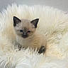 kitten, cat, fluffy, blue_eyes, ears, furry_blanket, soft_texture, cozy, cute, young_animal, pet, indoor, resting, small, animal, feline, comfort, light_color, close_up, sleepy