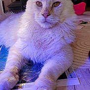 Ayato a rejoint le concours — aidez-le/la à gagner de superbes lots ! brick_wall, cat, closeup, cozy, domestic_cat, ears, face, feline, fluffy, fur, green_tray, home, indoor, paw, pet, purple_light, relaxed, table, whiskers, white_cat