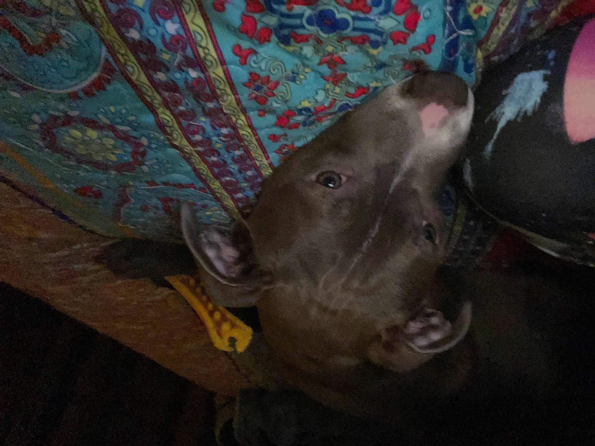 Gauge Cash joined the competition — help win amazing prizes! art, canidae, dog_breed, fashion_accessory, fawn, grey, non_sporting_group, pattern, plastic, sculpture, snout, sporting_group, terrestrial_animal, visual_arts, whiskers, wood, working_animal, wrinkle