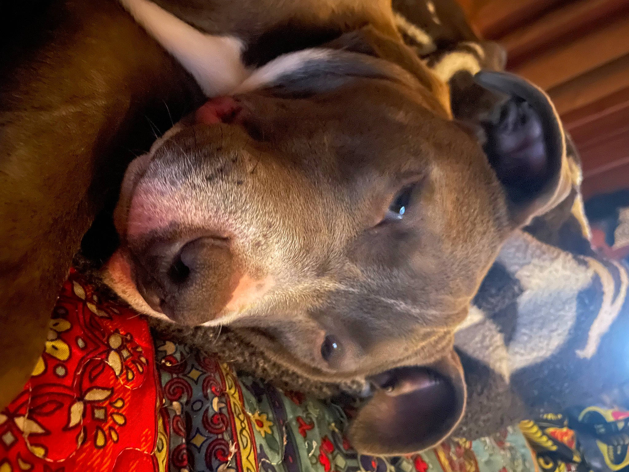 Gauge Cash joined the competition — help win amazing prizes! canidae, carnivore, collar, companion_dog, dog, dog_breed, ear, fawn, fur, guard_dog, liver, livestock, metal, non_sporting_group, snout, sporting_group, tableware, terrestrial_animal, whiskers, working_animal