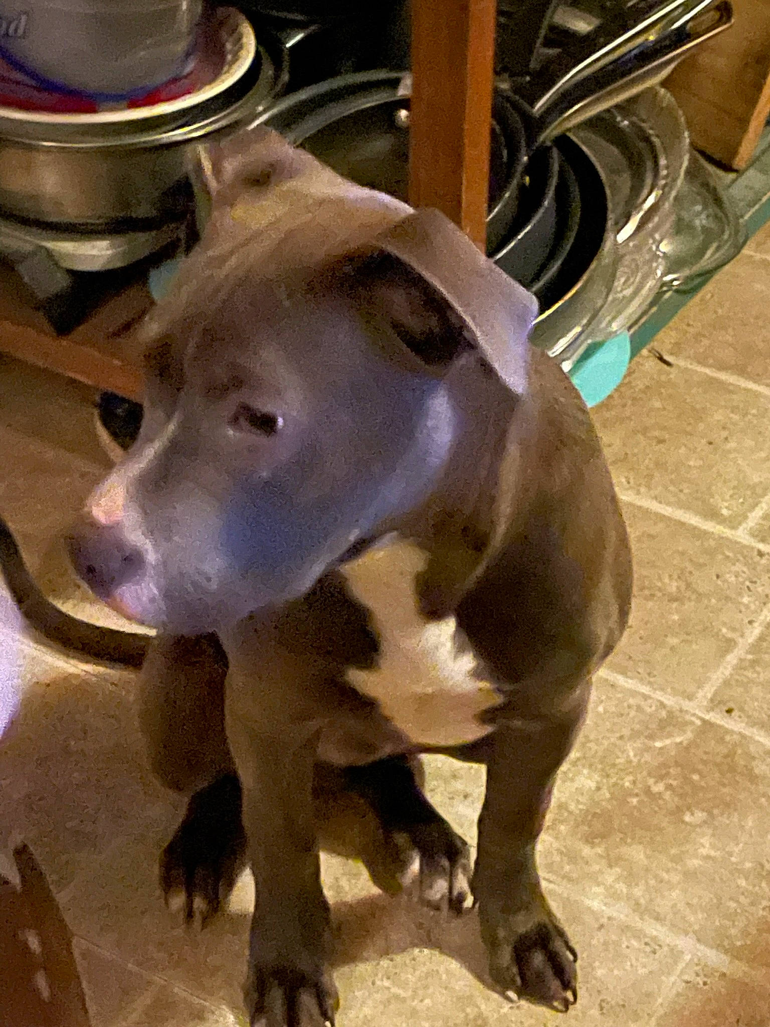 Gauge Cash is registered to the contest to win money with this photo: canidae, carnivore, collar, companion_dog, dog, dog_breed, dog_collar, fashion_accessory, fawn, fender, hat, liver, metal, pet_supply, snout, sporting_group, terrestrial_animal, tile_flooring, whiskers, working_animal