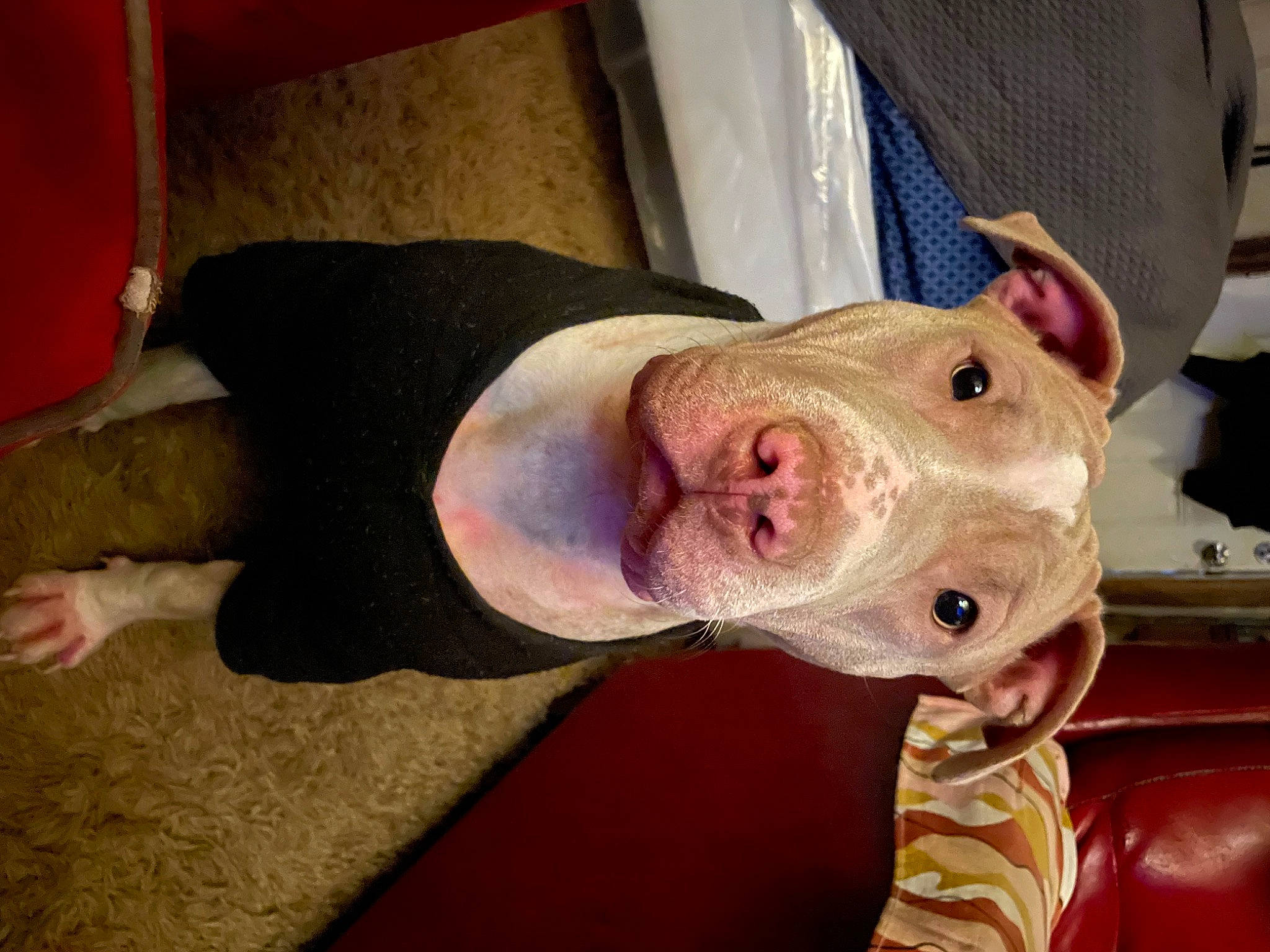 Mazikeen Lilith joined the competition — help win amazing prizes! carnivore, dog_breed, domestic_pig, eye, fawn, flesh, fur, ingredient, jaw, livestock, mammal, meat, non_sporting_group, sporting_group, suidae, terrestrial_animal, vertebrate, whiskers, working_animal, wrinkle