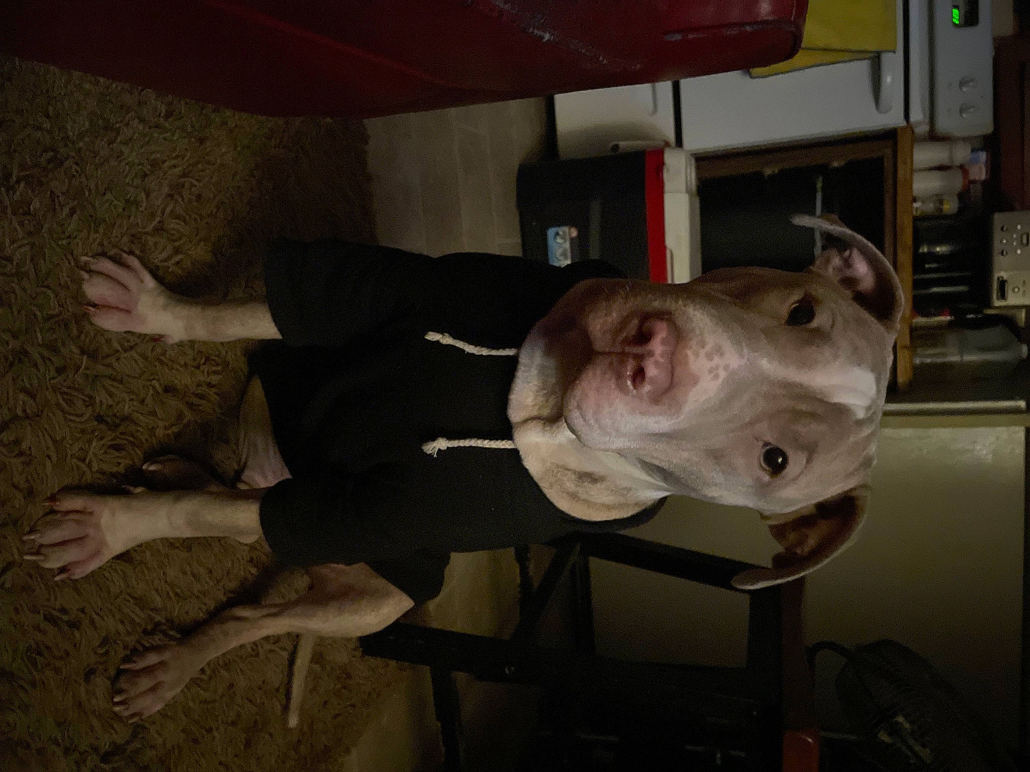 Mazikeen Lilith is registered to the contest to win money with this photo: canidae, carnivore, dog, dog_breed, fawn, fun, jaw, liver, non_sporting_group, sporting_group, working_animal, wrinkle