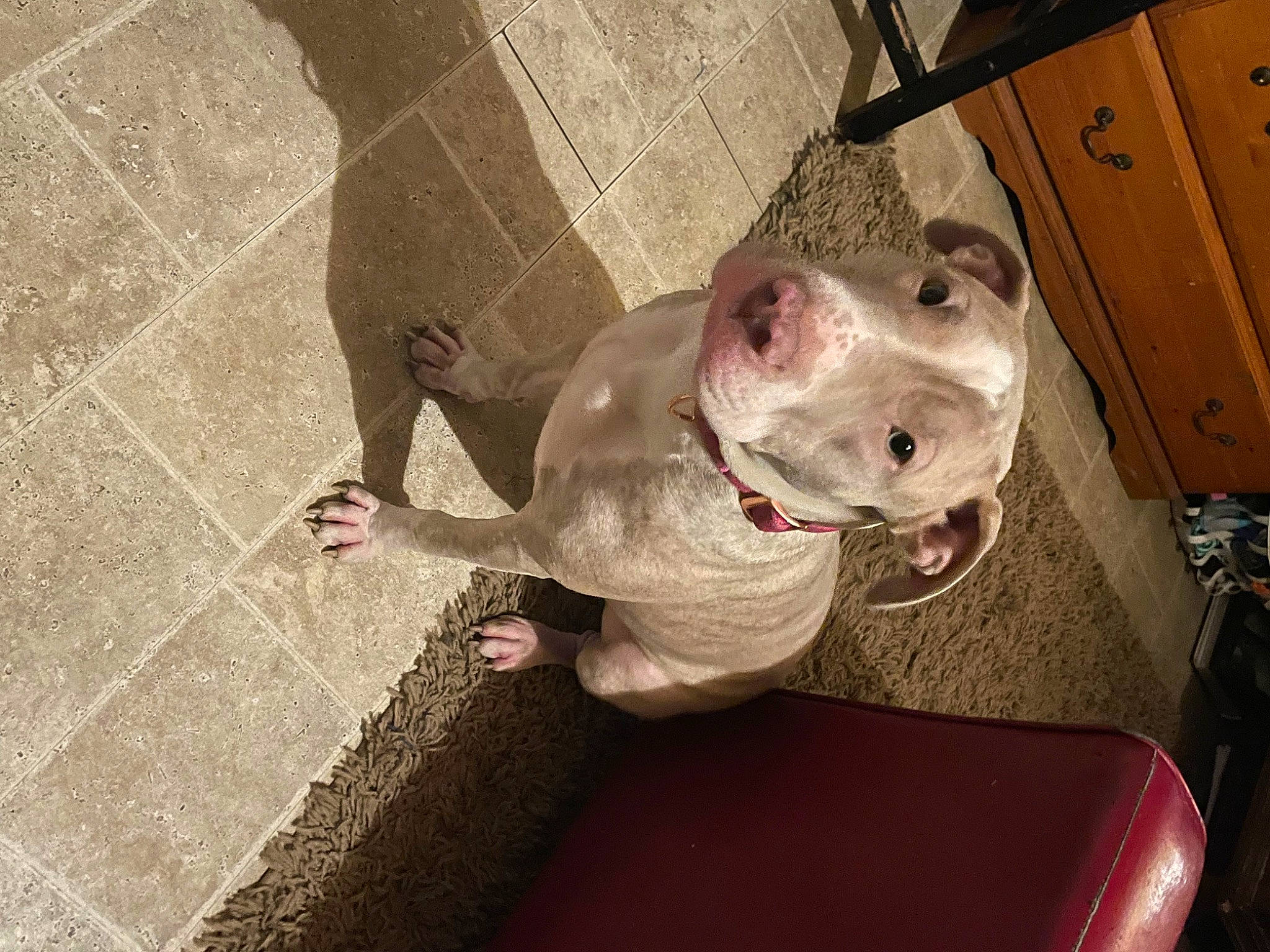 Mazikeen Lilith is registered to the contest to win money with this photo: cabinetry, canidae, carnivore, collar, companion_dog, dog, dog_breed, eye, fawn, flooring, jaw, liver, non_sporting_group, pet_supply, snout, sporting_group, vehicle, whiskers, wood, working_animal