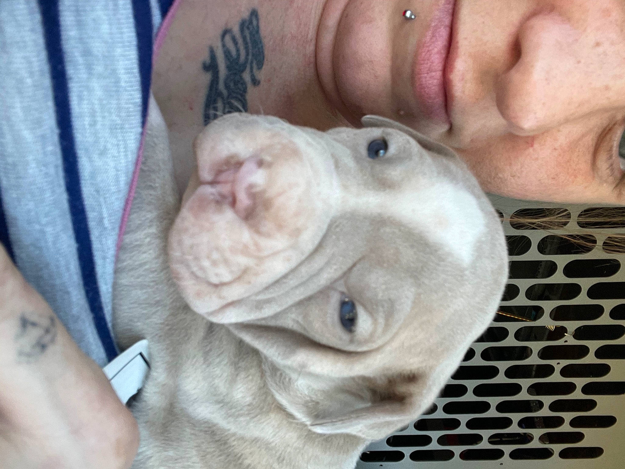 Mazikeen Lilith is registered to the contest to win money with this photo: carnivore, cheek, chest, comfort, dog, dog_breed, eyelash, fawn, finger, gesture, jaw, mouth, nose, organ, selfie, skin, snout, throat, thumb, wrinkle