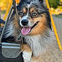dog, swing, playground, blue_eyes, tongue_out, happy, fluffy, fur, outdoor, daylight, pet, animal, metal_chain, close_up, nature, smile, canine, park, grass, summer